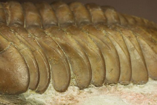 希少種!のっぺり頭のロシアン三葉虫アサフス・デルティフロンス(Asaphus deltifrons)(その10)