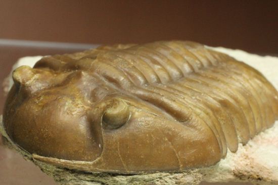 希少種!のっぺり頭のロシアン三葉虫アサフス・デルティフロンス(Asaphus deltifrons)(その11)
