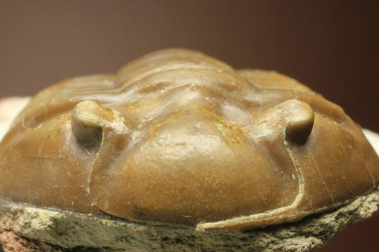 希少種!のっぺり頭のロシアン三葉虫アサフス・デルティフロンス(Asaphus deltifrons)(その12)