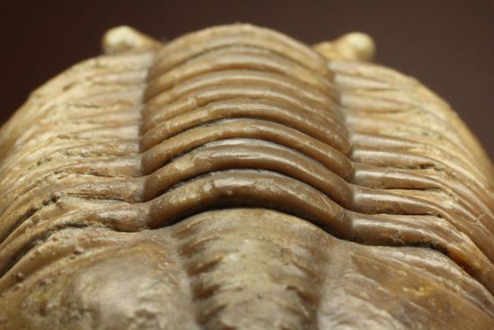 希少種!のっぺり頭のロシアン三葉虫アサフス・デルティフロンス(Asaphus deltifrons)(その13)