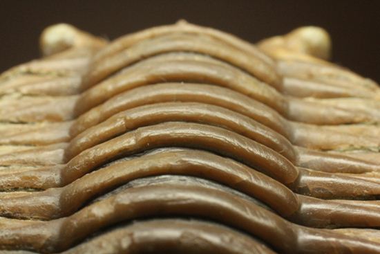 希少種!のっぺり頭のロシアン三葉虫アサフス・デルティフロンス(Asaphus deltifrons)(その14)