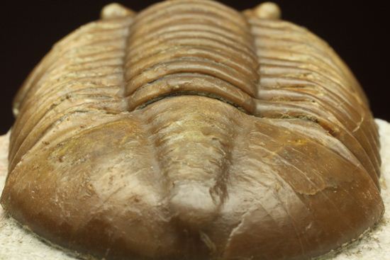 希少種!のっぺり頭のロシアン三葉虫アサフス・デルティフロンス(Asaphus deltifrons)(その15)