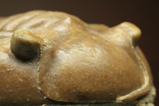 希少種!のっぺり頭のロシアン三葉虫アサフス・デルティフロンス(Asaphus deltifrons)(その16)