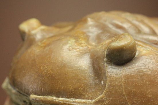 希少種!のっぺり頭のロシアン三葉虫アサフス・デルティフロンス(Asaphus deltifrons)(その17)