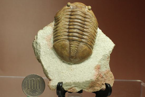 希少種!のっぺり頭のロシアン三葉虫アサフス・デルティフロンス(Asaphus deltifrons)(その18)