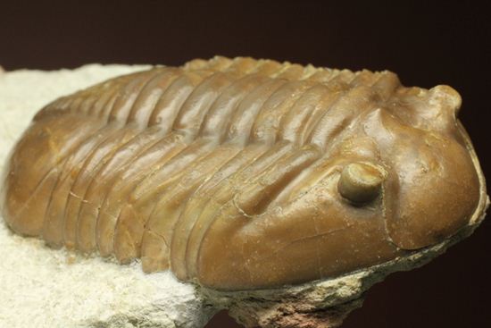 希少種!のっぺり頭のロシアン三葉虫アサフス・デルティフロンス(Asaphus deltifrons)(その2)