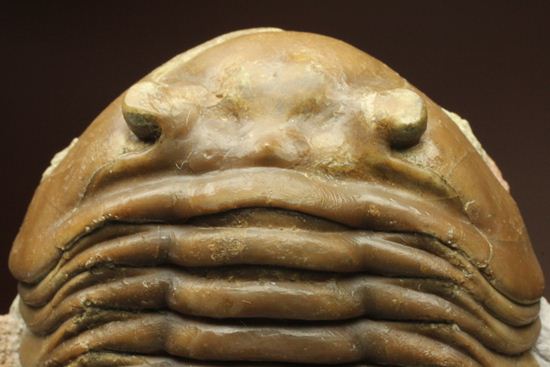 希少種!のっぺり頭のロシアン三葉虫アサフス・デルティフロンス(Asaphus deltifrons)(その3)