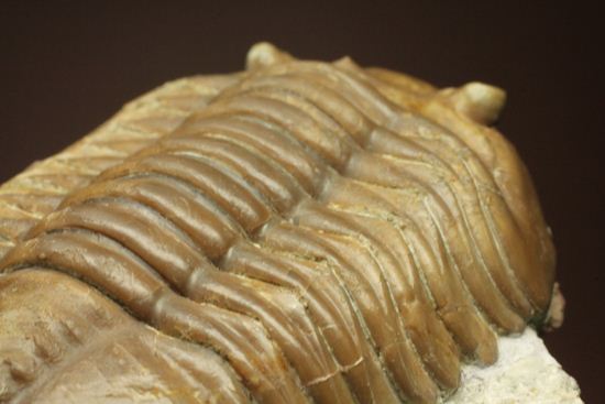 希少種!のっぺり頭のロシアン三葉虫アサフス・デルティフロンス(Asaphus deltifrons)(その4)