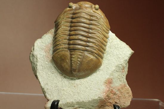 希少種!のっぺり頭のロシアン三葉虫アサフス・デルティフロンス(Asaphus deltifrons)(その5)