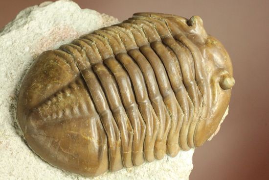 希少種!のっぺり頭のロシアン三葉虫アサフス・デルティフロンス(Asaphus deltifrons)(その6)