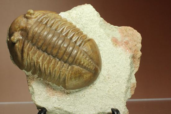 希少種!のっぺり頭のロシアン三葉虫アサフス・デルティフロンス(Asaphus deltifrons)(その7)