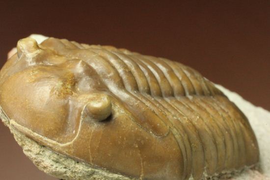 希少種!のっぺり頭のロシアン三葉虫アサフス・デルティフロンス(Asaphus deltifrons)(その9)