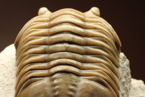 真っ直ぐ!典型的モデルサイズ!ロシアン三葉虫アサフス種がお買い得価格でご紹介(Asaphus lepidurus)(その6)