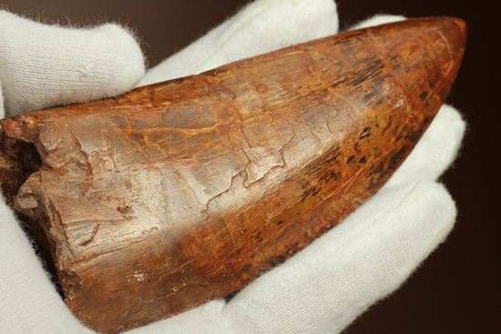 滅多に市場に出ません!カミソリ歯の最高峰!カルカロドントサウルスセレーション最高12cm巨大歯(Carcharodontosaurus)(その11)