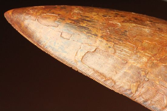 滅多に市場に出ません!カミソリ歯の最高峰!カルカロドントサウルスセレーション最高12cm巨大歯(Carcharodontosaurus)(その13)