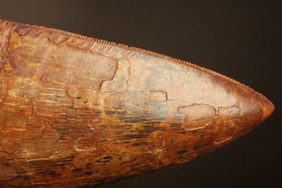 滅多に市場に出ません!カミソリ歯の最高峰!カルカロドントサウルスセレーション最高12cm巨大歯(Carcharodontosaurus)(その15)