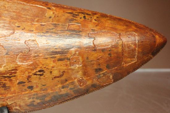 滅多に市場に出ません!カミソリ歯の最高峰!カルカロドントサウルスセレーション最高12cm巨大歯(Carcharodontosaurus)(その16)