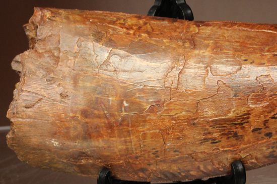滅多に市場に出ません!カミソリ歯の最高峰!カルカロドントサウルスセレーション最高12cm巨大歯(Carcharodontosaurus)(その17)