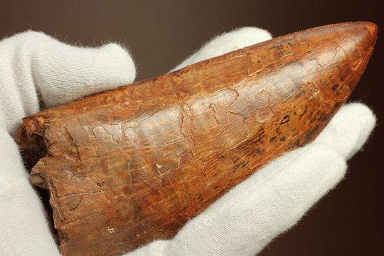 滅多に市場に出ません!カミソリ歯の最高峰!カルカロドントサウルスセレーション最高12cm巨大歯(Carcharodontosaurus)(その18)
