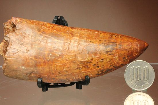 滅多に市場に出ません!カミソリ歯の最高峰!カルカロドントサウルスセレーション最高12cm巨大歯(Carcharodontosaurus)(その19)