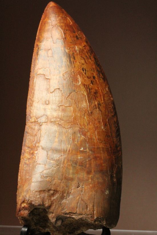 滅多に市場に出ません!カミソリ歯の最高峰!カルカロドントサウルスセレーション最高12cm巨大歯(Carcharodontosaurus)(その4)