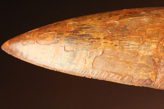 滅多に市場に出ません!カミソリ歯の最高峰!カルカロドントサウルスセレーション最高12cm巨大歯(Carcharodontosaurus)(その5)