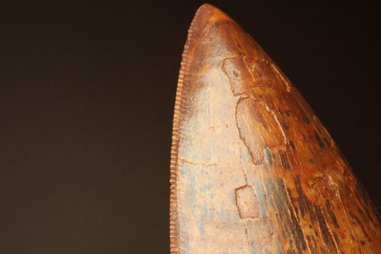 滅多に市場に出ません!カミソリ歯の最高峰!カルカロドントサウルスセレーション最高12cm巨大歯(Carcharodontosaurus)(その7)