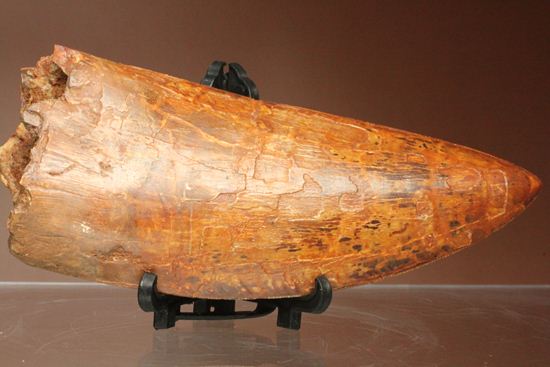 滅多に市場に出ません!カミソリ歯の最高峰!カルカロドントサウルスセレーション最高12cm巨大歯(Carcharodontosaurus)(その8)