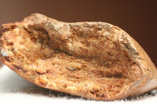 滅多に市場に出ません!カミソリ歯の最高峰!カルカロドントサウルスセレーション最高12cm巨大歯(Carcharodontosaurus)(その9)