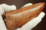 滅多に市場に出ません!カミソリ歯の最高峰!カルカロドントサウルスセレーション最高12cm巨大歯(Carcharodontosaurus)
