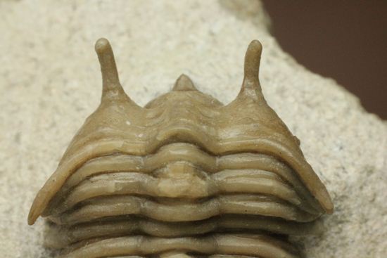 あの愛らしい繊細三葉虫が登場！ロシア産希少種キベレ