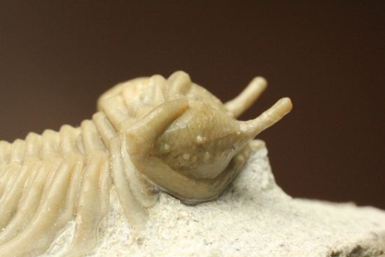 あの愛らしい繊細三葉虫が登場！ロシア産希少種キベレ・ベラトゥラ(Cybele belatula)（その7）