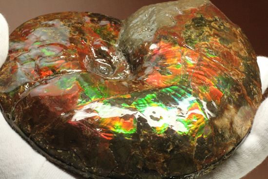 7色アンモライト完全体(カナダ・アルバータ州産)(その15)