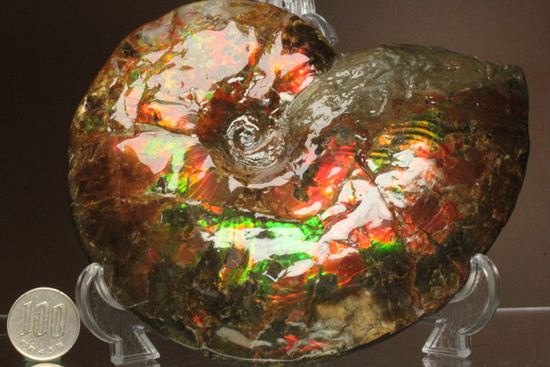 7色アンモライト完全体(カナダ・アルバータ州産)(その7)