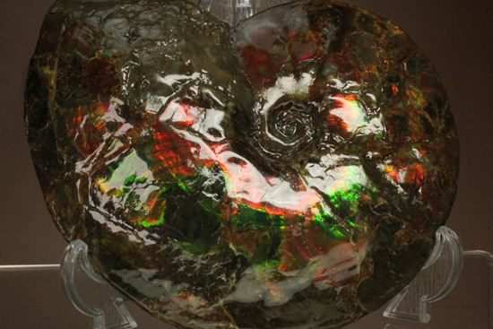 7色アンモライト完全体(カナダ・アルバータ州産)(その9)