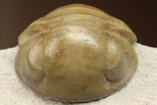 超のつくレア種「ニレウス(Nileus armadillo)」。同種としては最大級のカーブ計測48mm!!サイズからいって格安ですヨ!!(その1)