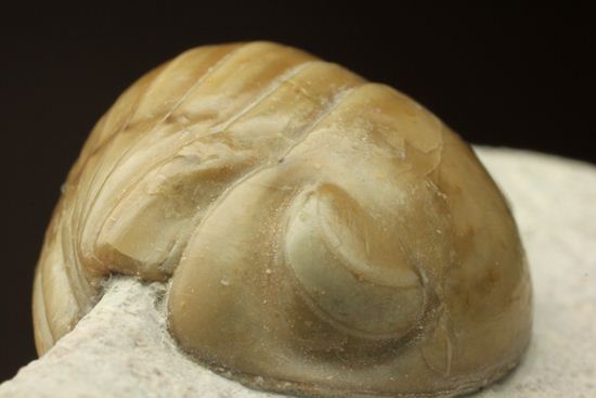 超のつくレア種「ニレウス(Nileus armadillo)」。同種としては最大級のカーブ計測48mm!!サイズからいって格安ですヨ!!(その10)