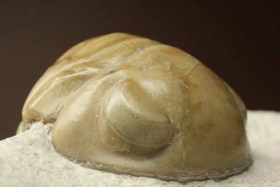超のつくレア種「ニレウス(Nileus armadillo)」。同種としては最大級のカーブ計測48mm!!サイズからいって格安ですヨ!!(その11)