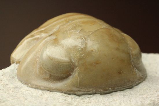 超のつくレア種「ニレウス(Nileus armadillo)」。同種としては最大級のカーブ計測48mm!!サイズからいって格安ですヨ!!(その12)