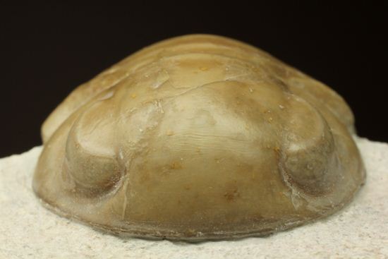 超のつくレア種「ニレウス(Nileus armadillo)」。同種としては最大級のカーブ計測48mm!!サイズからいって格安ですヨ!!(その13)