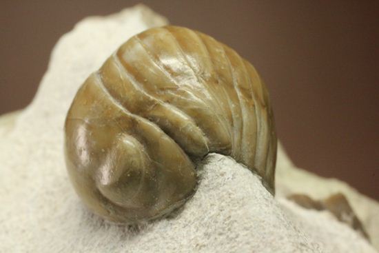 超のつくレア種「ニレウス(Nileus armadillo)」。同種としては最大級のカーブ計測48mm!!サイズからいって格安ですヨ!!(その17)