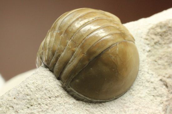 超のつくレア種「ニレウス(Nileus armadillo)」。同種としては最大級のカーブ計測48mm!!サイズからいって格安ですヨ!!(その19)