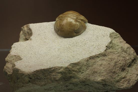 超のつくレア種「ニレウス(Nileus armadillo)」。同種としては最大級のカーブ計測48mm!!サイズからいって格安ですヨ!!(その2)