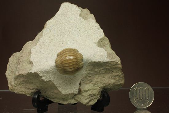 超のつくレア種「ニレウス(Nileus armadillo)」。同種としては最大級のカーブ計測48mm!!サイズからいって格安ですヨ!!(その20)