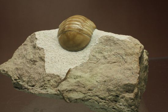 超のつくレア種「ニレウス(Nileus armadillo)」。同種としては最大級のカーブ計測48mm!!サイズからいって格安ですヨ!!(その3)