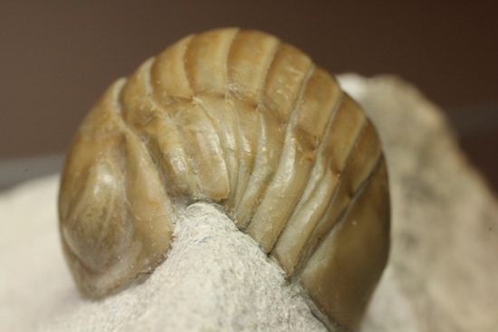 超のつくレア種「ニレウス(Nileus armadillo)」。同種としては最大級のカーブ計測48mm!!サイズからいって格安ですヨ!!(その4)