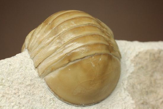 超のつくレア種「ニレウス(Nileus armadillo)」。同種としては最大級のカーブ計測48mm!!サイズからいって格安ですヨ!!(その5)