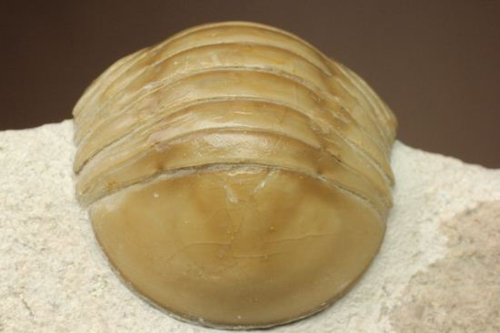 超のつくレア種「ニレウス(Nileus armadillo)」。同種としては最大級のカーブ計測48mm!!サイズからいって格安ですヨ!!(その6)