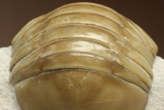 超のつくレア種「ニレウス(Nileus armadillo)」。同種としては最大級のカーブ計測48mm!!サイズからいって格安ですヨ!!(その7)