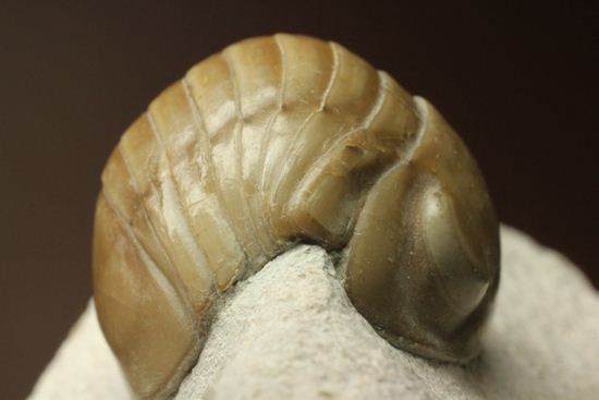 超のつくレア種「ニレウス(Nileus armadillo)」。同種としては最大級のカーブ計測48mm!!サイズからいって格安ですヨ!!(その8)